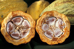 Histoire du cacao